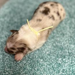 Girl 4 - Blue merle Australian Shepherd puppy in Elizabeth City, North Carolina from Tk’s Kennels