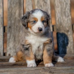 Cooper Jr. - Blue merle male Miniature American Shepherd puppy in Niles, Michigan from Impression Dogs