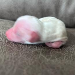 Lainey - Cream female Dachshund puppy in Spring Creek, Nevada from Hobby Horse Mini Doxies