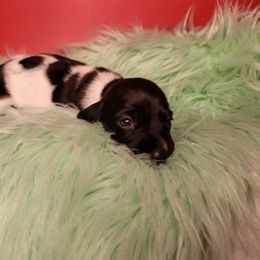 Girl 1 - Black female Dachshund puppy in Lovell, Wyoming from Bernstein Doxies