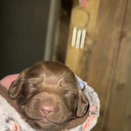 Dachshund Puppies from BellBottoms Dachshunds