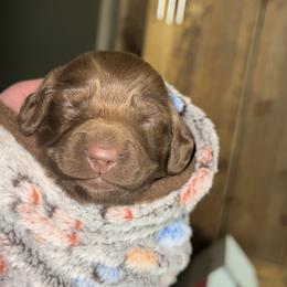 Dachshund Puppies from BellBottoms Dachshunds