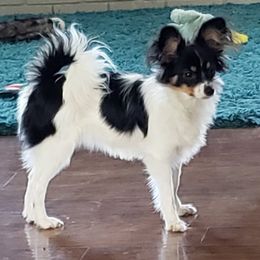 Zippy - Papillon