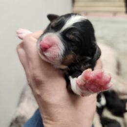 Dart - Tri-color male Bernedoodle puppy in Cape Fair, Missouri from Flat Creek Bernedoodles