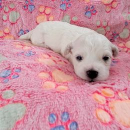 Bichon Frise Puppies from Wonder Bichons