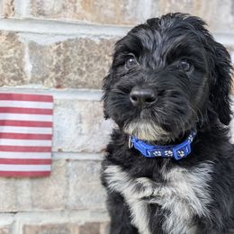 Zion - Black and white Portuguese Water Dog puppy in Jacksonville, Florida from Filo House