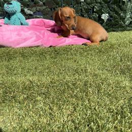 Boy 8 - male Dachshund puppy in Norco, California from Norco dachshunds