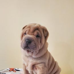 Rush - Isabella dilute female Chinese Shar-Pei puppy in Ste. Marie, Illinois from JoShel’s Silver Lined Wrinkles and Tails
