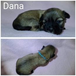 Dana - Red gold female Lhasa Apso puppy in Cincinnati, Ohio from Shangri-La Lhasa Apsos