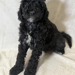 Cockapoo and Goldendoodle Puppies from Jax Doodles
