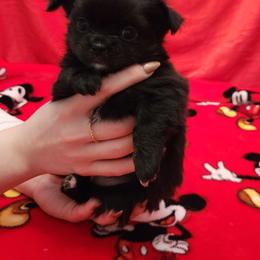 Maud - Black and white female Chihuahua puppy in Chesapeake, Virginia from Elsbeth's Chihuahuas