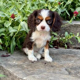 Hazel - Chocolate female Cavalier King Charles Spaniel puppy in Draper, Utah from Peaks Pups & Cavachon Love Chocolate Cavaliers, Cavaliers, Cavachon’s, Cavapoos & Havanese