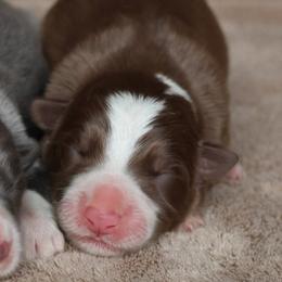 Johnny - Red male Border Collie puppy in Courtland, Alabama from C Bar C Ranch Border Collies