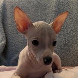 Cholla - Blue fawn and white female American Hairless Terrier puppy in Phoenix, Arizona from Bare Valley