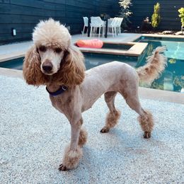 Roxie - Poodle