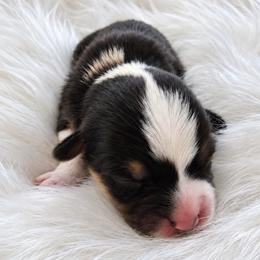 Blue Boy - Black and tan male Pembroke Welsh Corgi puppy in Port St. Lucie, Florida from AW Corgis