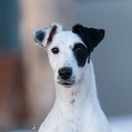 Quinn - Smooth Fox Terrier