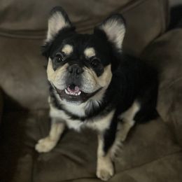 Bear - French Bulldog