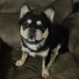 Bear - French Bulldog