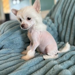 Emmett - White male Chinese Crested puppy in Aberdeen, Idaho from Willow Creek Cresteds