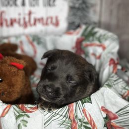Kruger - Silver brindle male Dutch Shepherd puppy in Clarksville, Tennessee from Vuurhart Herders