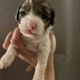 Zion - Merle male Cockapoo puppy in Murphy, North Carolina from Christina’s Puppy Utopia