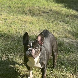 Tuxie - French Bulldog