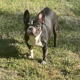 Tuxie - French Bulldog