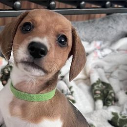 Dachshunds from BB Doxies