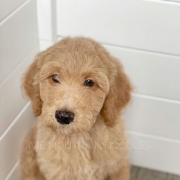 Goldendoodle Puppies from Ivie Mountain Doodles