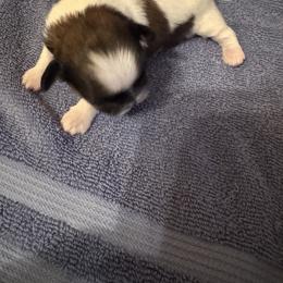Girl 3 - Brindle and white female Shih Tzu puppy in Centralia, Illinois from Niepoetter Shih Tzus