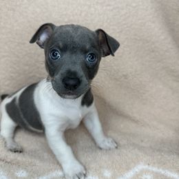 Asher - White and blue male Teddy Roosevelt Terrier puppy in Little Elm, Texas from Stone's Teddy Roosevelt Terrier's & French Bulldogs