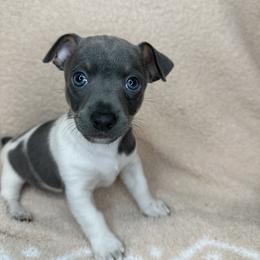 Asher - White and blue male Teddy Roosevelt Terrier puppy in Little Elm, Texas from Stone's Teddy Roosevelt Terrier's & French Bulldogs