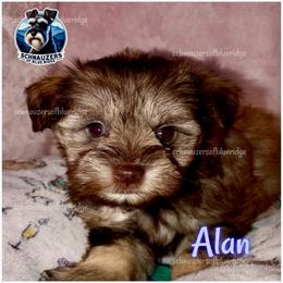 Alan - Liver male Miniature Schnauzer puppy in Spruce Pine, North Carolina from Schnauzers of Blue Ridge
