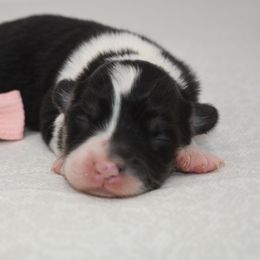 Pepper - Black and tan female Pembroke Welsh Corgi puppy in San Antonio, Texas from Moxxi's Legacy Corgis