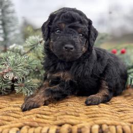 Emmi - Phantom female Goldendoodle puppy in Gay, Georgia from That’s My Puppy