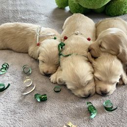 Dachshund Puppies from Dackel Land Dachshunds
