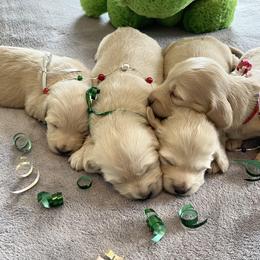 Dachshund Puppies from Dackel Land Dachshunds