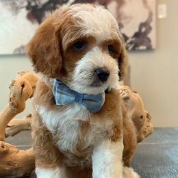 D-Blue Boy - Red  male Goldendoodle puppy in Lewisville, Texas from Texas Goldendoodle Lovers