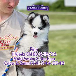 Finn - Black and white male Pomsky puppy in Humeston, Iowa from M.A.R. Dogs