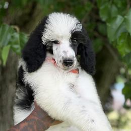 Goldendoodle and Poodle Puppies from Denikka Collins