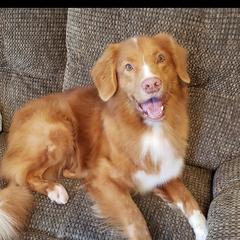 Odie - Nova Scotia Duck Tolling Retriever
