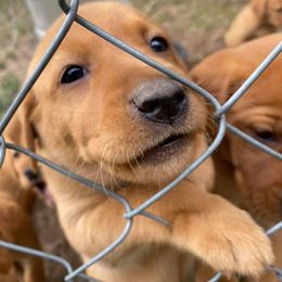 Labrador Retriever Puppies from Greenwing Kennel