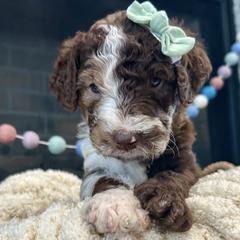 Goldendoodle Puppies from Goldendoodles of NE OK