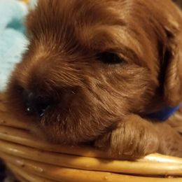 Cavapoos from Home Sweet Home Puppies