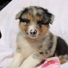 Zane - Blue merle male Australian Shepherd puppy in Honey Brook, Pennsylvania from New Adventures Puppies