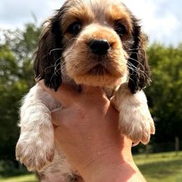 Dopey - Black white and tan male English Springer Spaniel puppy in Bay City, Wisconsin from Springer Hills Farm