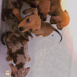 Dachshund Puppies from Rosey dachshund
