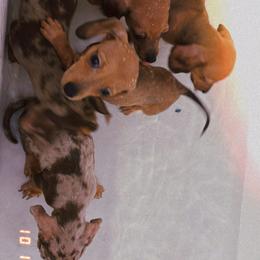 Dachshund Puppies from Rosey dachshund