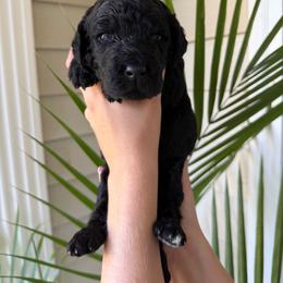 Autumn - Black female Goldendoodle puppy in Easley, South Carolina from Our Darling Doodles